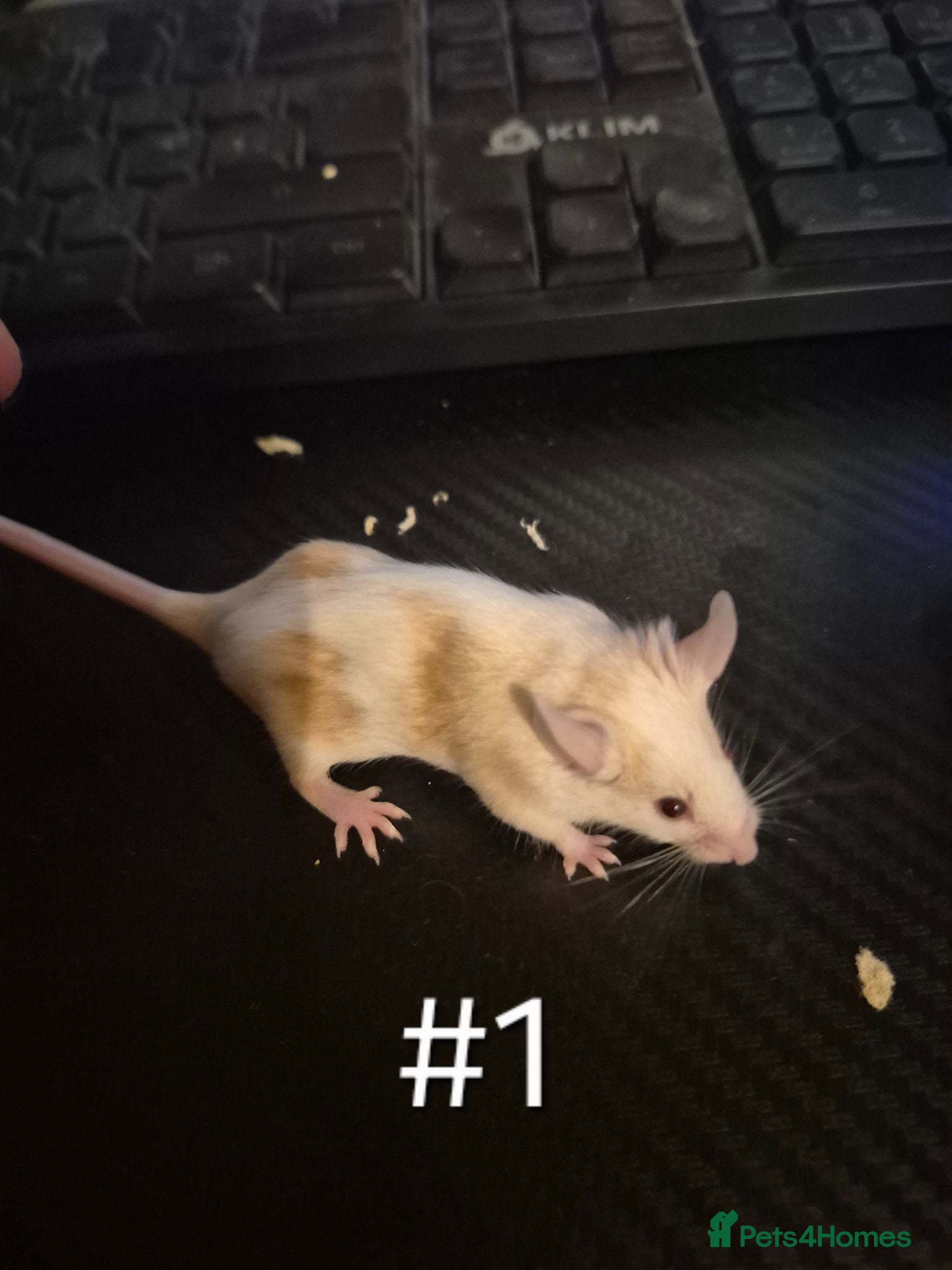 Mouse rodents 4 Cute Female Baby Fancy Mice - Advert 1