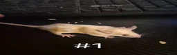 Mouse rodents for sale: 4 Cute Female Baby Fancy Mice - Advert 1
