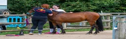 Caspian horse horses for sale: Ant (Rudaki Anthony) in Evesham - Advert 5