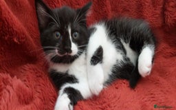 British Shorthair cats for sale: British short hair kittens  - Image 14