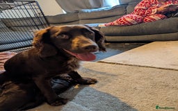 Mixed Breed dogs for sale: Cockspainl  - Image 6