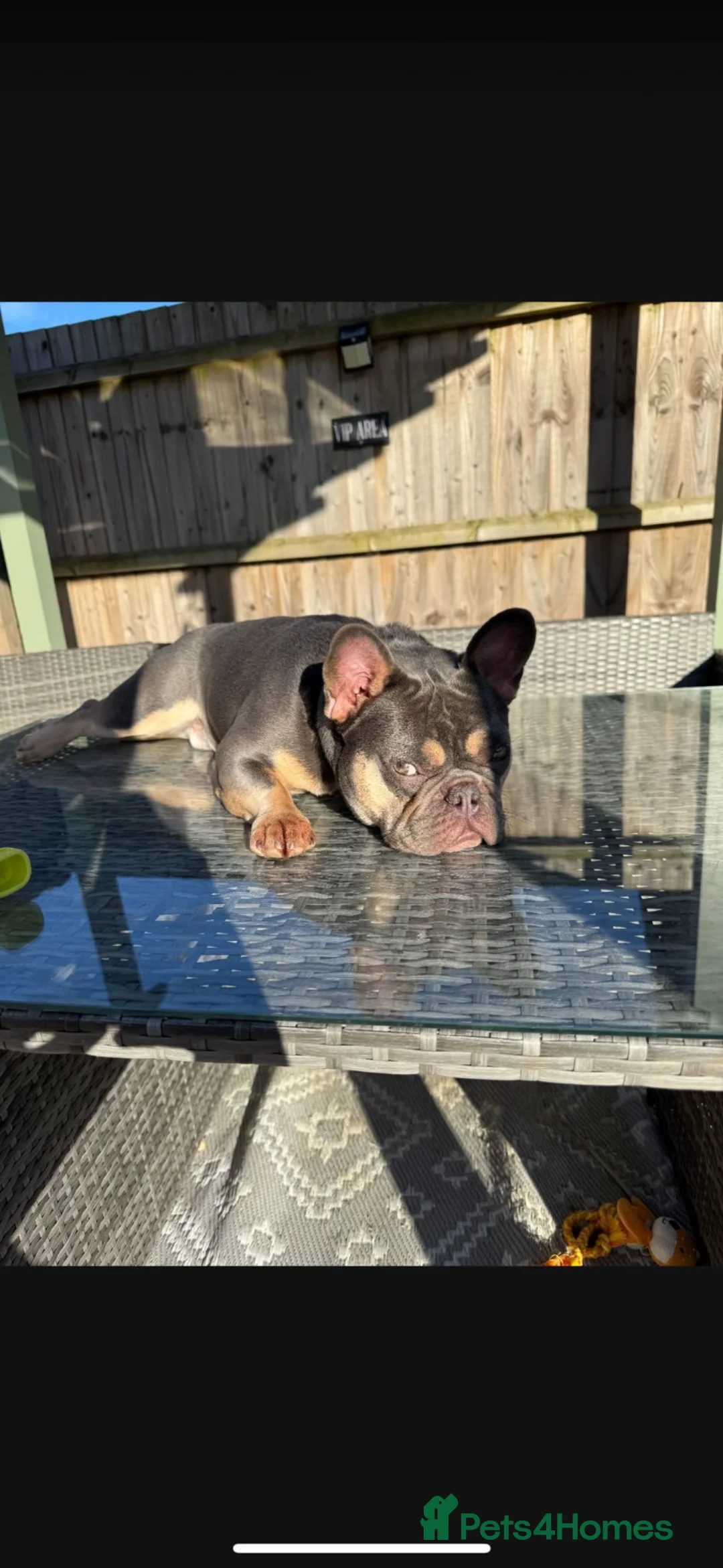 French Bulldog dogs for sale: Male  - Advert 2