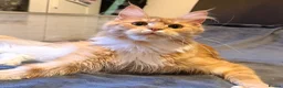 Maine Coon cats for sale: Retired Queen - TICA Registered - Advert 2