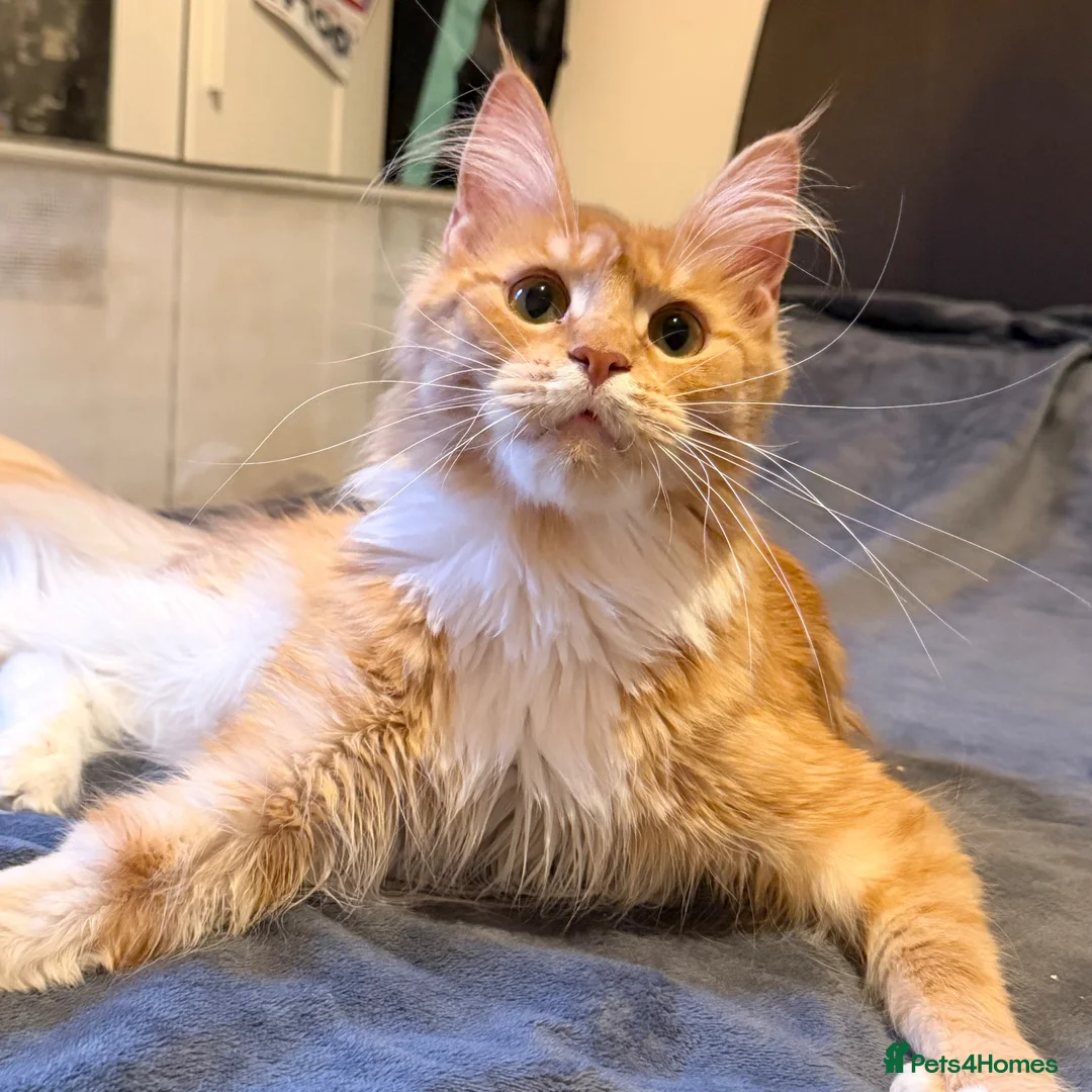 Maine Coon cats for sale: Retired Queen - TICA Registered - Advert 2