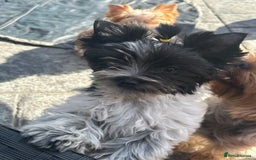 Mixed Breed dogs for sale: Biewer Terrier 2 boys , parents DNA tested. - Image 8