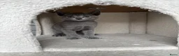 Russian Blue cats for sale: ✨ Beautiful Pedigree Russian Blue Kittens ✨ - Advert 7