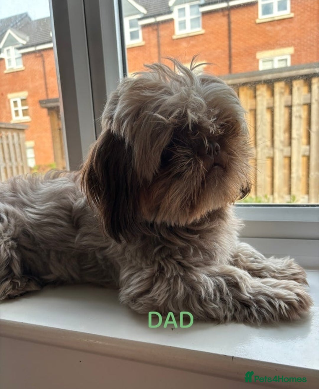 Shih Tzu dogs for sale: 6 Beautiful puppies - Advert 9