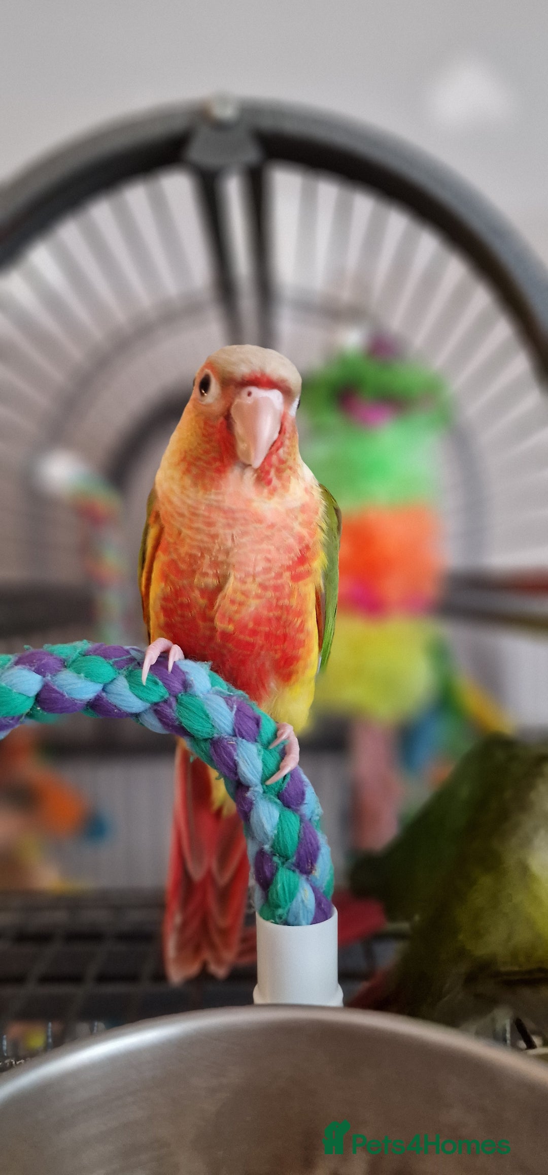 Conures birds for sale: Beautiful fully hand reared conure baby's  - Advert 8