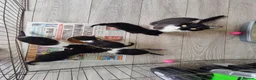 Mixed Breed cats for sale: 1 x black boy kitten - Advert 3