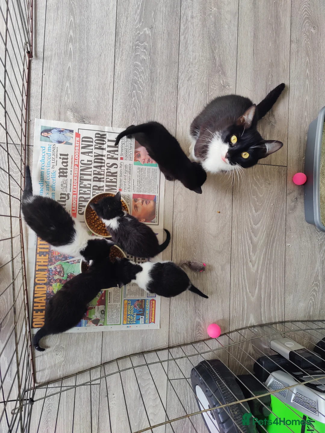 Mixed Breed cats for sale: 1 x black boy kitten - Advert 3