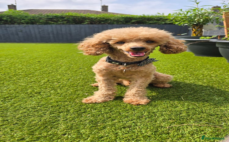 Toy Poodle dogs in Nottingham - Advert 3