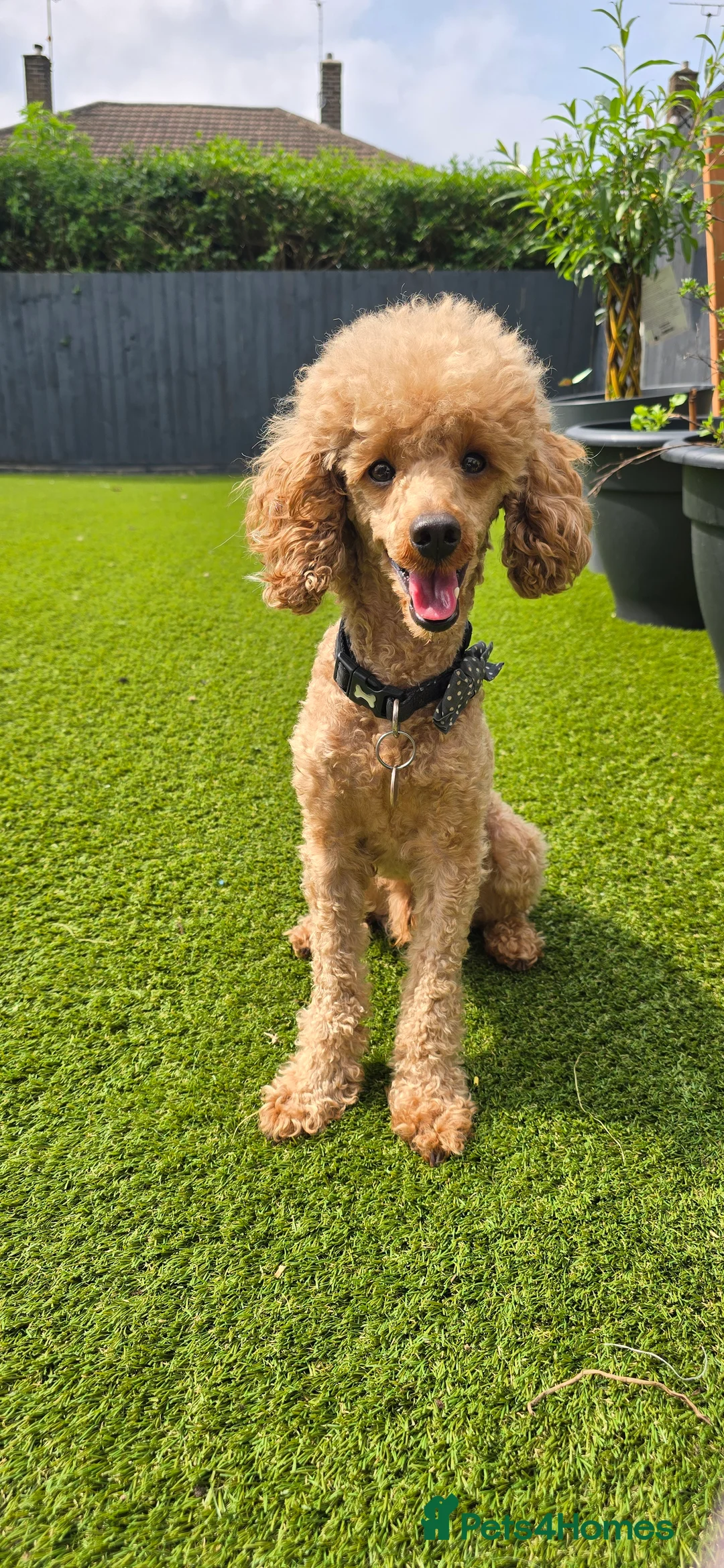 Toy Poodle dogs for stud: toy poodle short notice DNA clear PRA in Nottingham - Advert 2