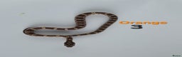 Corn Snake reptiles for sale: Baby Cornsnakes  - Advert 33