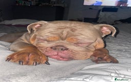 English Bulldog dogs for sale: English Bulldog 4.5years old  - Image 3