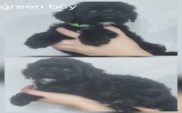 Cockapoo dogs for sale: READY NOWToy f1b cockapoo  - Image 8
