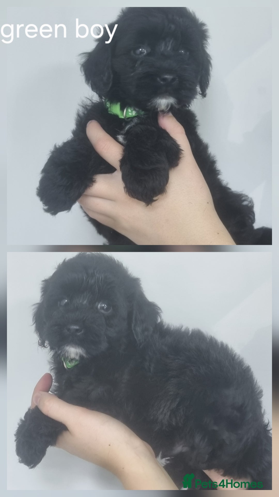 Cockapoo dogs for sale: READY NOWToy f1b cockapoo  - Image 8