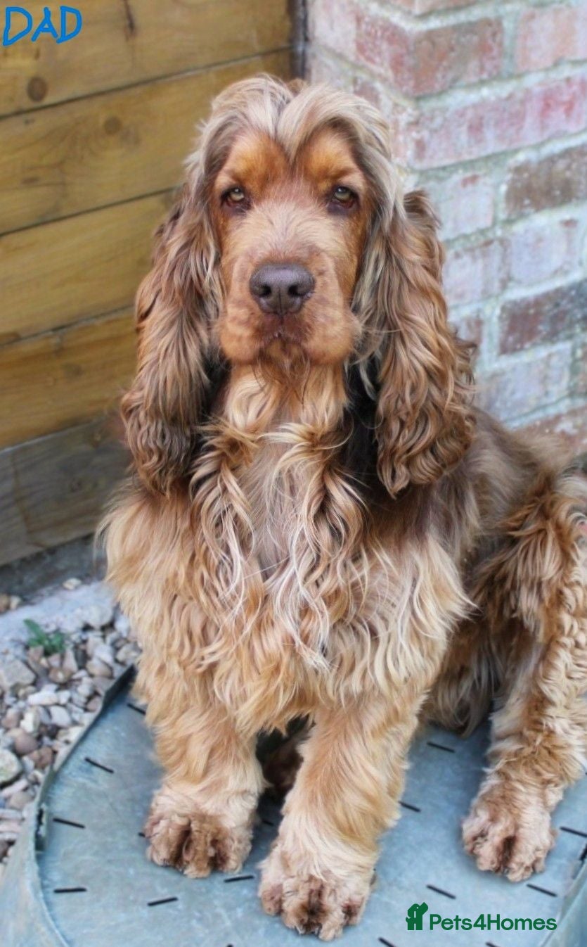 Cocker Spaniel dogs KC  Registered Show Cocker Spaniels - Advert 1