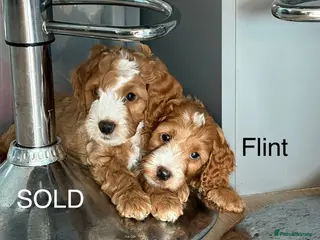 Cockapoo dogs Beautiful F2 Cockapoos - Advert 3