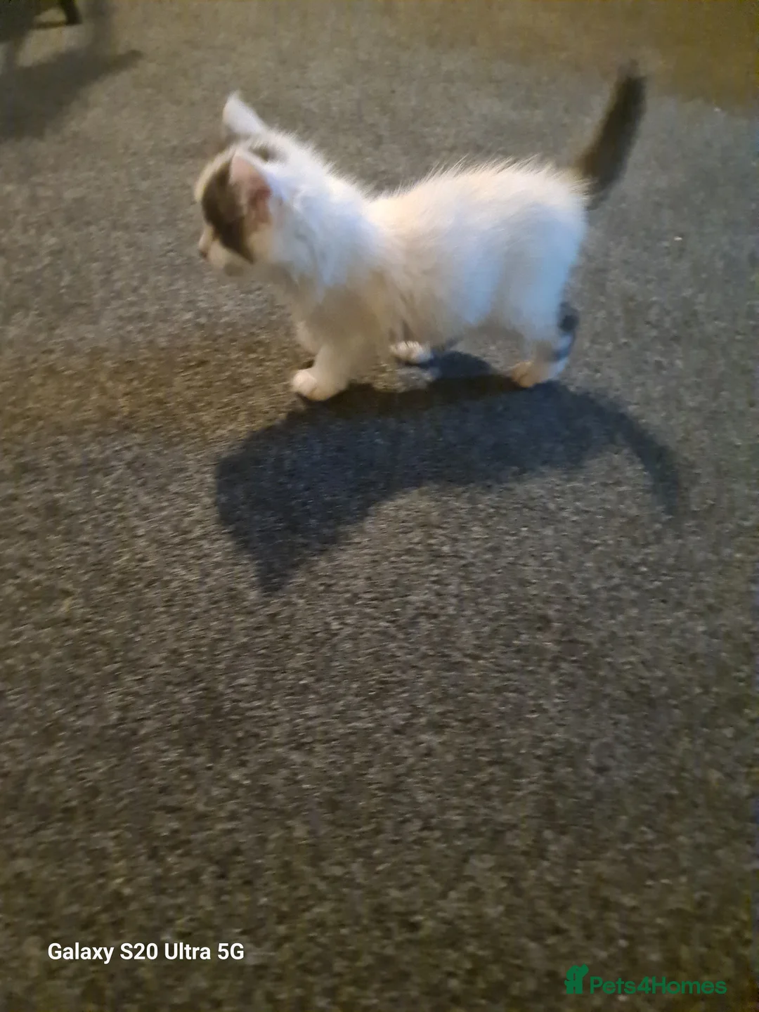 Siberian cats for sale: Kittens - Advert 15