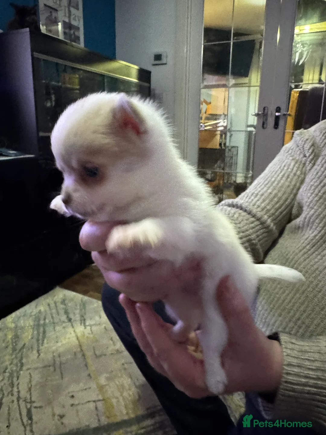 Pomchi dogs for sale: 4 Stunning Pomchi’s  - Advert 2