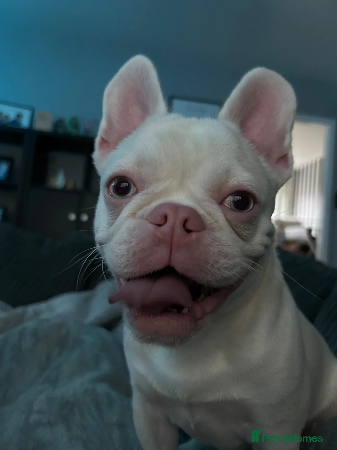 French Bulldog dogs for sale: 8 month old French bulldog puppy for sale - Advert 4