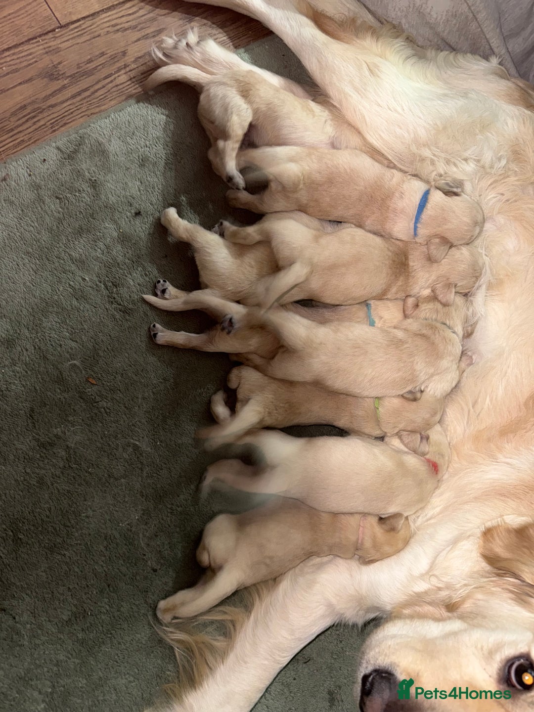 Goldador dogs for sale: 8 beautiful golden retriever x red lab puppies  - Advert 5