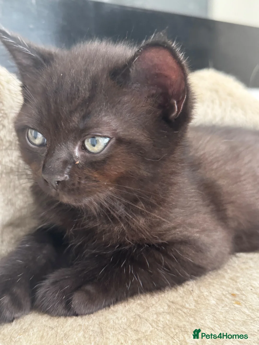 Mixed Breed cats for sale: Beautiful ragdoll x British short haired kittens  - Advert 2