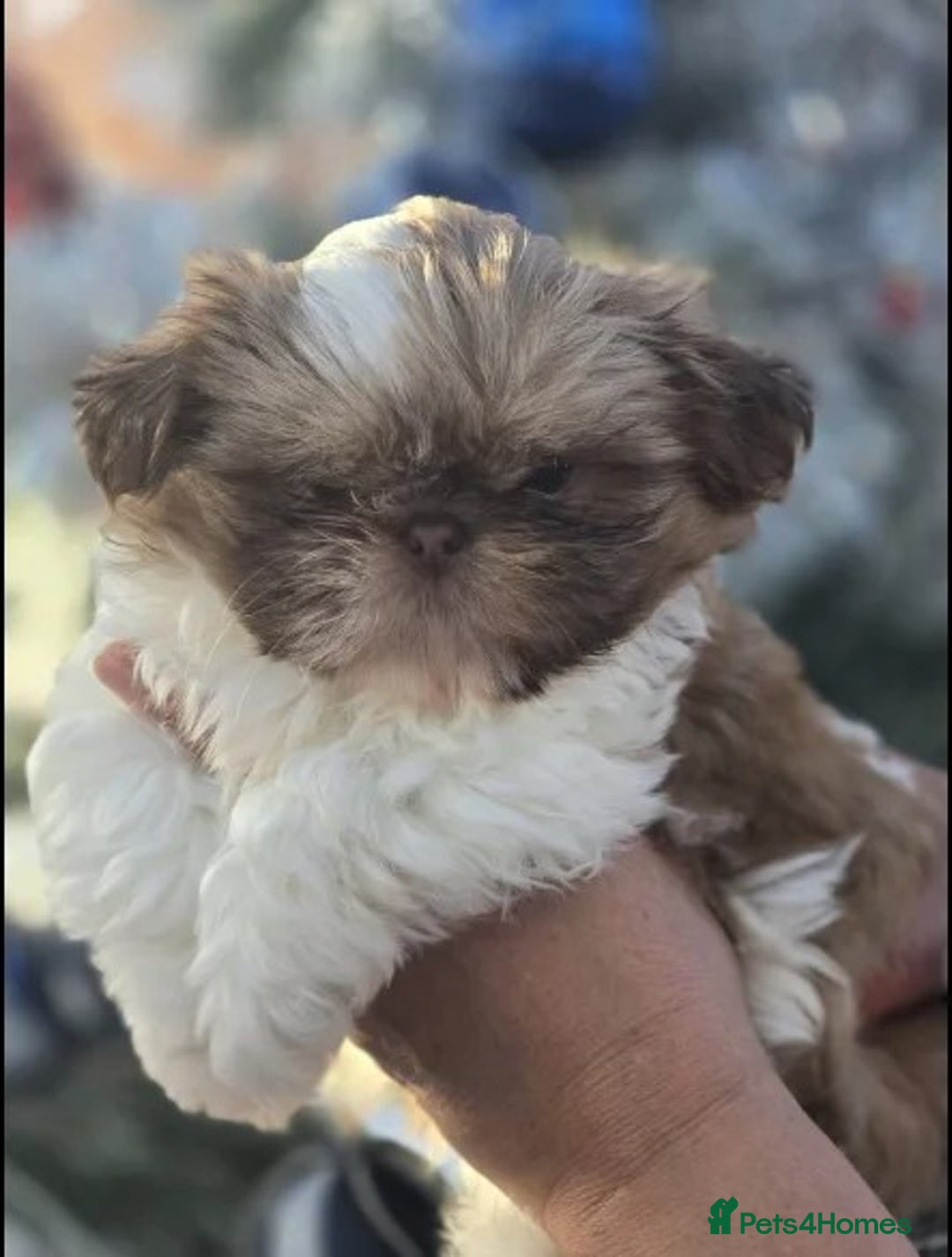 Shih Tzu dogs for sale: only 1 female purebred shih tzu pup left - Advert 1