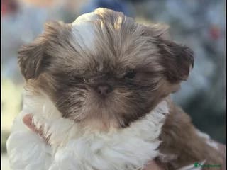 Shih Tzu dogs only 1 female purebred shih tzu pup left - Advert 1