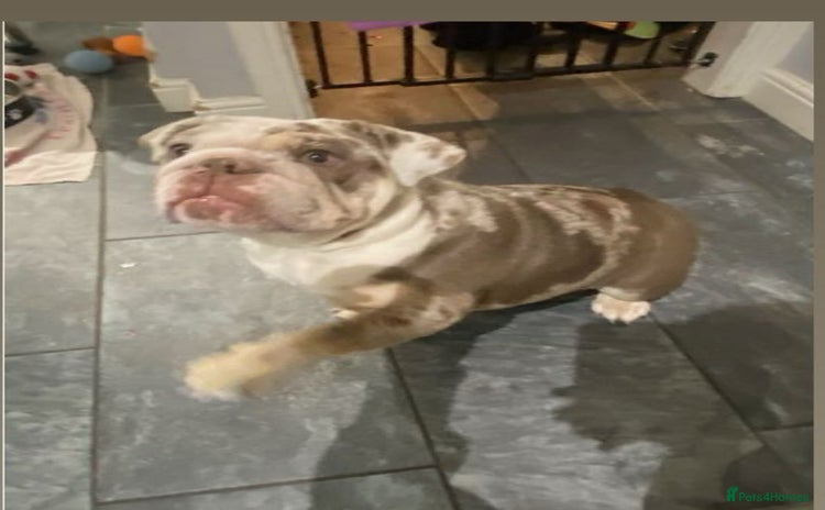 English Bulldog dogs - Advert 11