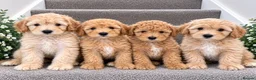 Coton De Tulear dogs for sale: Coton noodles puppies ready now  - Advert 1