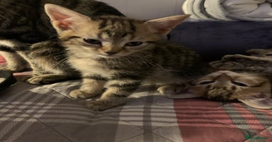 Munchkin cats Beautiful tabby kittens - Advert 3