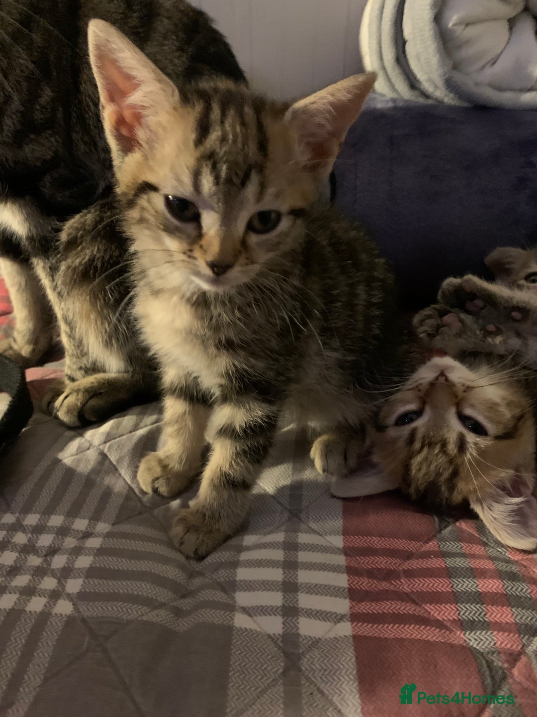Munchkin cats for sale: Beautiful tabby kittens - Advert 2