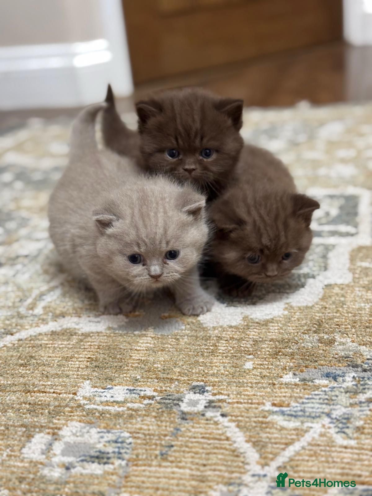 British Shorthair cats 2 TICA registered BSH kittens  - Advert 1