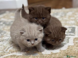 British Shorthair cats 2 TICA registered BSH kittens - Advert 1