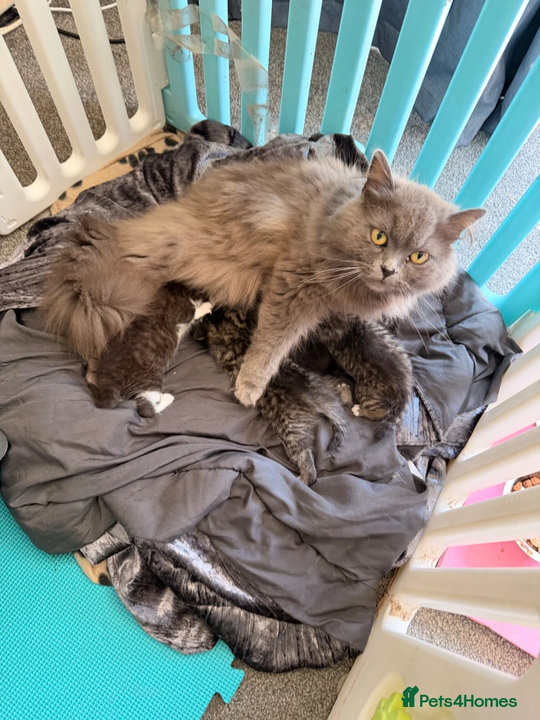 Mixed Breed cats for sale: 2 male tabby kittens 2 female - Advert 6