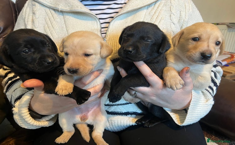 Labrador Retriever dogs - Advert 1