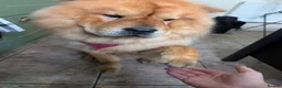 Chow Chow dogs for sale: Loving Chow Chow needs a home  - Advert 3