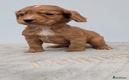 Cocker Spaniel dogs for sale: Adorable Working Cocker Puppies - Image 16