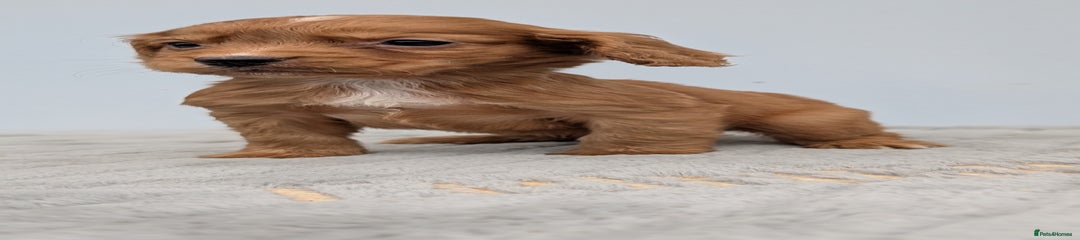 Cocker Spaniel Puppy 4