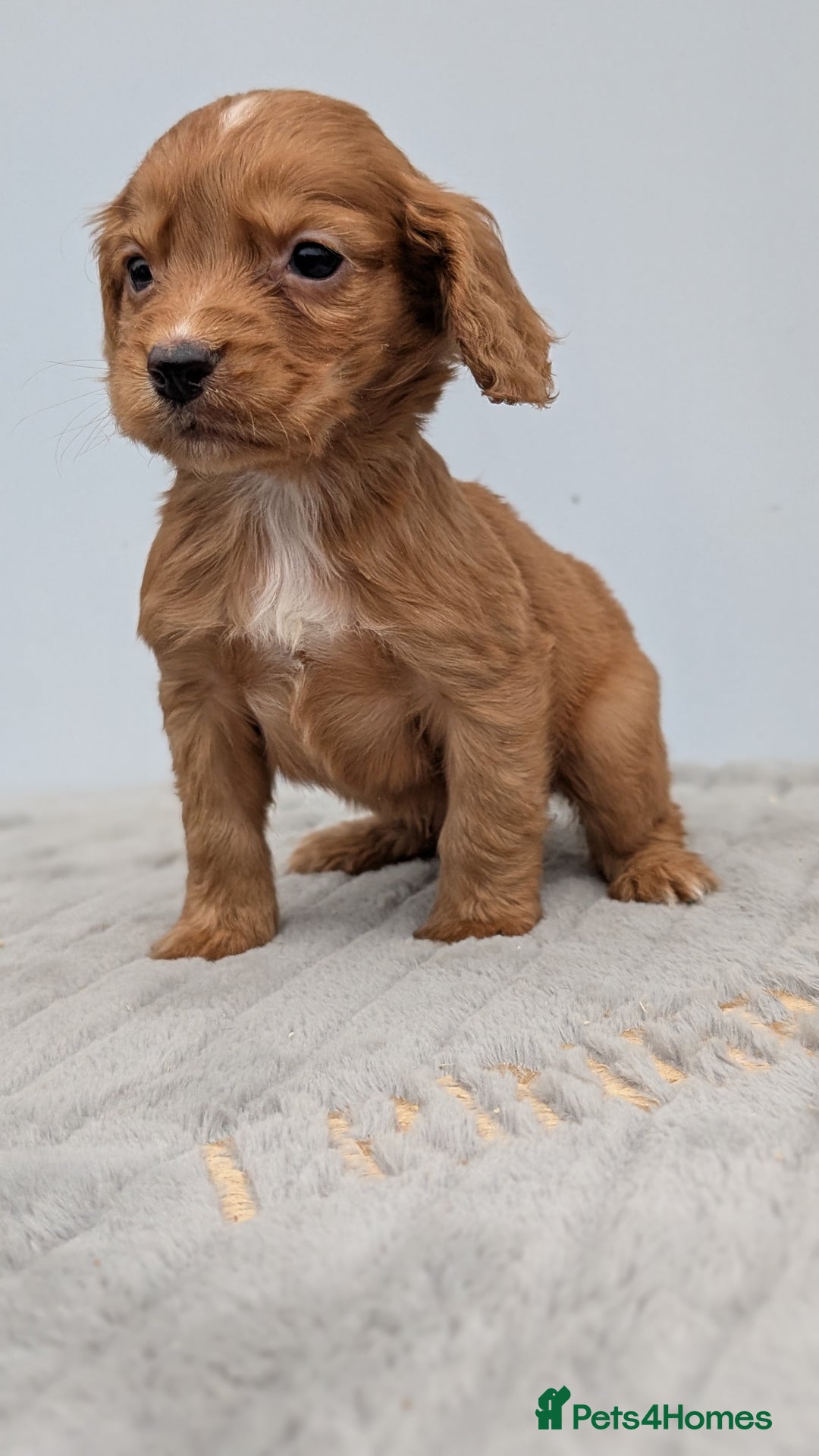 Cocker Spaniel dogs for sale: Adorable Working Cocker Puppies - Image 16