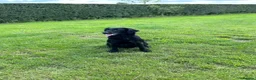 Flat coated Retriever dogs for sale: KC Flat Coated Retriever puppies  - Advert 10