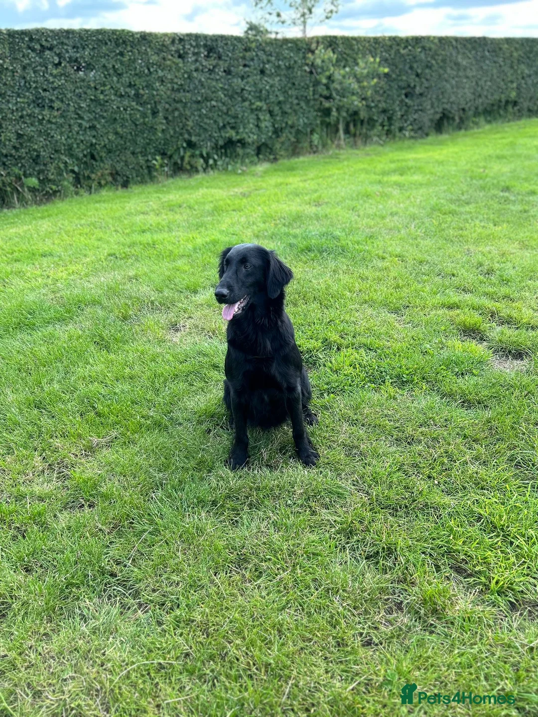 Flat coated Retriever dogs for sale: KC Flat Coated Retriever puppies  - Advert 10