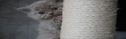 Scottish Fold cats for sale: ❣️Scottish Fold Kittens❣️ - Advert 14