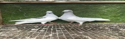 Pigeons birds for sale: Strong Healthy Pigeons £70 Pair - Advert 22