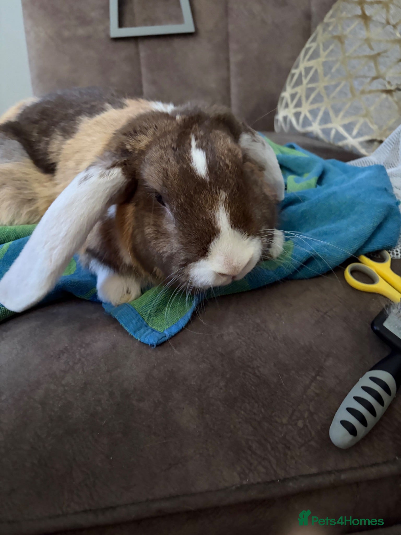 French Lop rabbits Gorgeous French lop - Advert 1