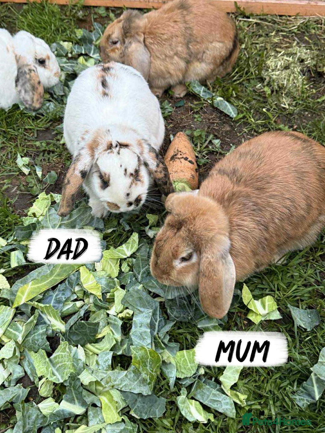 Mixed Breed rabbits for sale: Rabbits looking for forever homes! - Advert 9