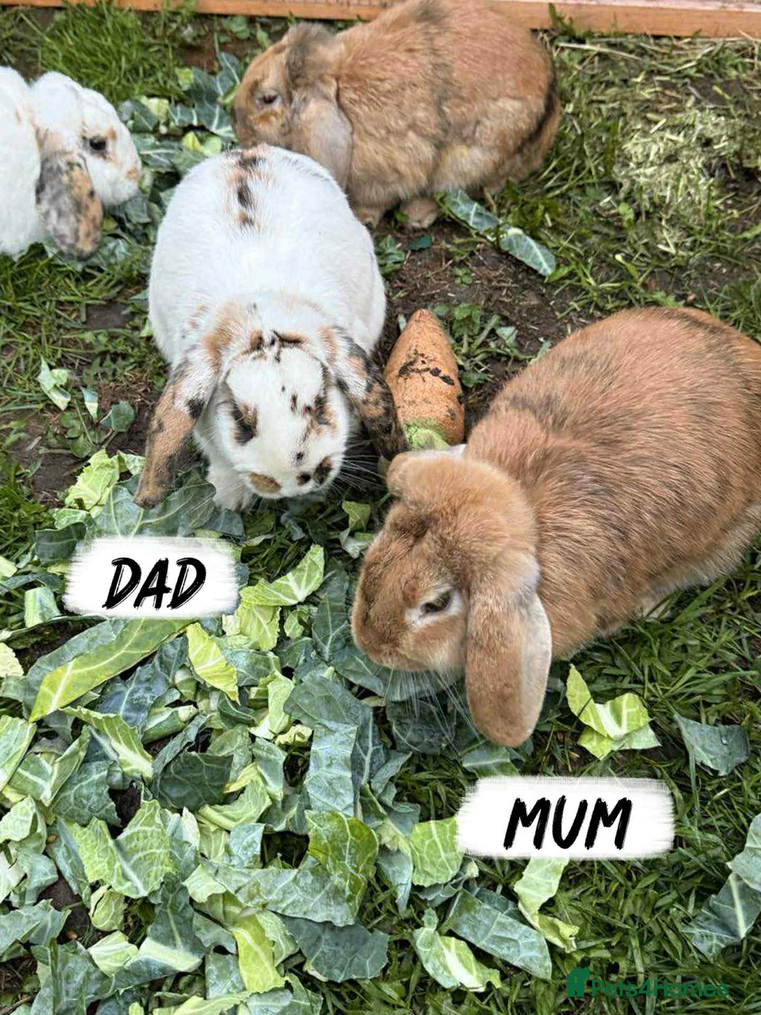 Mixed Breed rabbits for sale: Rabbits looking for forever homes! - Advert 9