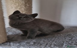 British Shorthair cats for sale: Tica Registered Blue British Shorthair kittens - Image 13