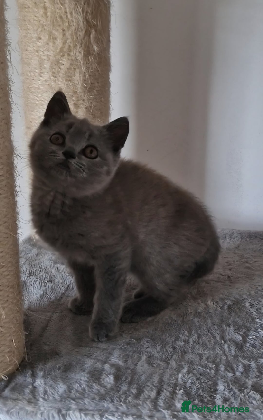 British Shorthair cats for sale: Tica Registered Blue British Shorthair kittens - Image 13